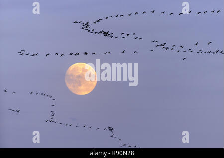 Kraniche, Grus Grus, Mecklenburg-Vorpommern, Deutschland Stockfoto