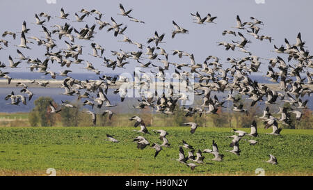 Kraniche ruhen, Grus Grus, gross Mohrdorf, Mecklenburg-Vorpommern, Deutschland Stockfoto