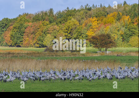 Kraniche ruhen, Grus Grus, gross Mohrdorf, Mecklenburg-Vorpommern, Deutschland Stockfoto