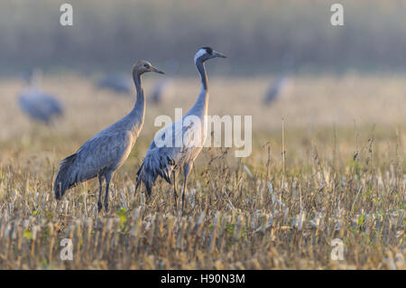 Kraniche, ruht auf einem Stoppelfeld, Grus Grus, gross Mohrdorf, Mecklenburg-Vorpommern, Deutschland Stockfoto