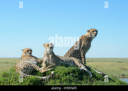 Drei Cheetah (Acinonix Jubatus) auf Hügel in Savanne, Nahaufnahme, Masai Mara National Reserve, Kenia Stockfoto