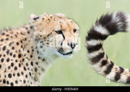 Gepard (Acinonix Jubatus) Porträt und Schweif, Masai Mara National Reserve, Kenia Stockfoto