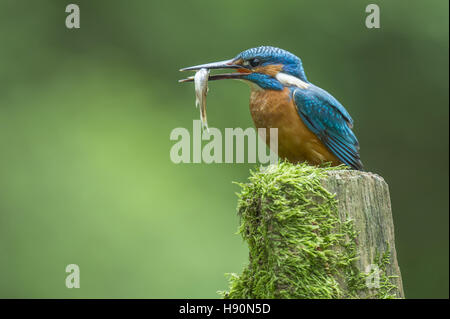 Eisvogel Alcedo Atthis, bad Iburg, Niedersachsen, Deutschland Stockfoto