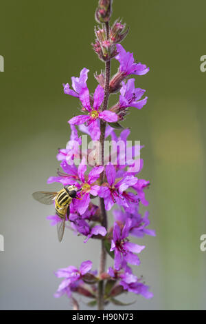 Hoverfly (Syrphidae) auf Blutweiderich (Lythrum Salicaria), Varnescher Fischteiche, Goldenstedt, Landkreis Vechta, Niedersachsen, Deutschland Stockfoto