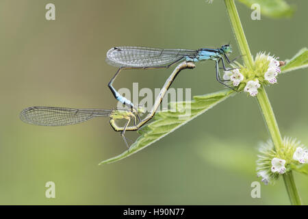 Paarung Rad des blau-tailed Libellen (Ischnura Elegans), Goldenstedt, Landkreis Vechta, Niedersachsen, Deutschland Stockfoto