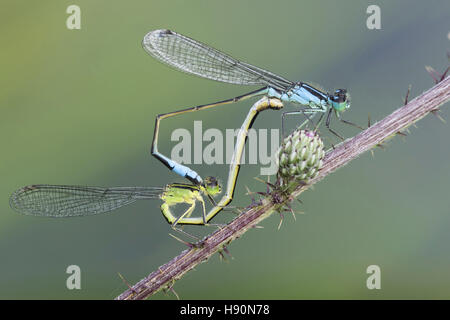 Paarung Rad des blau-tailed Libellen (Ischnura Elegans), Goldenstedt, Landkreis Vechta, Niedersachsen, Deutschland Stockfoto