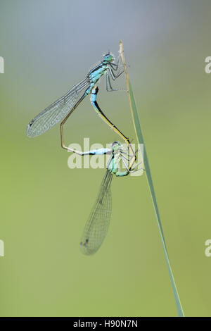 Paarung Rad des blau-tailed Libellen (Ischnura Elegans), Goldenstedt, Landkreis Vechta, Niedersachsen, Deutschland Stockfoto