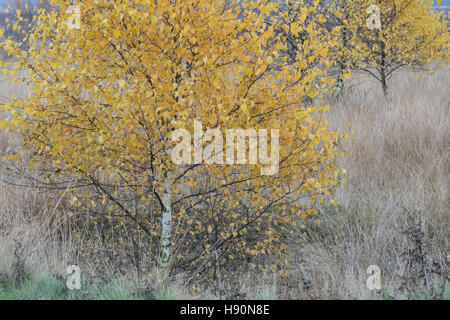 Birken im Moor im Herbst, Goldenstedt, Landkreis Vechta, Niedersachsen, Deutschland Stockfoto