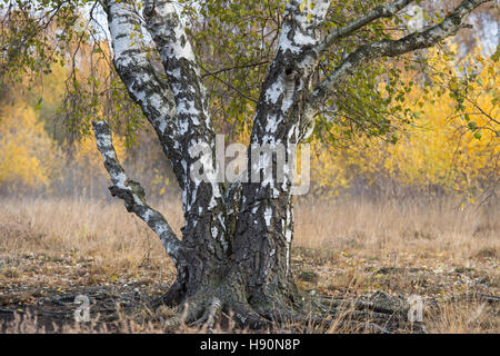 Birken im Moor im Herbst, Goldenstedt, Landkreis Vechta, Niedersachsen, Deutschland Stockfoto