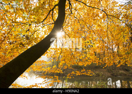 Licht im herbstlichen Blätter an Hunte Fluss in der Nähe von Doetlingen, Landkreis Oldenburg, Niedersachsen, Deutschland / Lichtspiel Im Herbstlaub ein der Hunte, Dötlingen Stockfoto