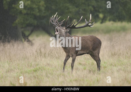 männliche Rotwild in der Brunft, Cervus Elaphus, Jaegersborg Dyrehave, Klampenborg, Dänemark Stockfoto