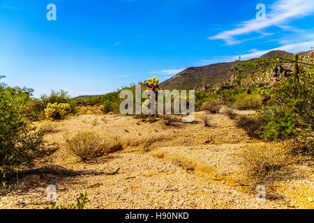 Black Mountain und die Wüstenlandschaft mit Cholla Cactus und andere Kakteen auf den Felsen in der Wüste in der Nähe von unbeschwerten Arizona Stockfoto