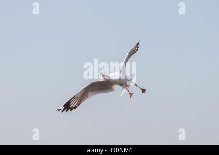 Möwe Flügel öffnen und versuchen, Fütterung auf das Fliegen in blauer Himmel mit warmen Sonnenlicht Morgen essen. Stockfoto