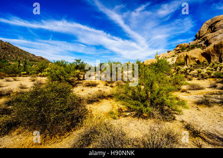 Black Mountain und die Wüstenlandschaft mit Cholla Cactus und andere Kakteen auf den Felsen in der Wüste in der Nähe von unbeschwerten Arizona Stockfoto