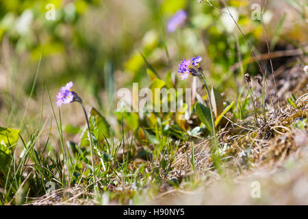 Eine bedrohte Art von WILDFLOWER. Skandinavische Primrose - Primula scandinavica. Wilde Blumen, Lofoten Lofoten Inseln, Norwegen. Stockfoto