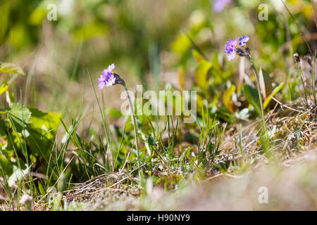 Eine bedrohte Art von WILDFLOWER. Skandinavische Primrose - Primula scandinavica. Wilde Blumen, Lofoten Lofoten Inseln, Norwegen. Stockfoto