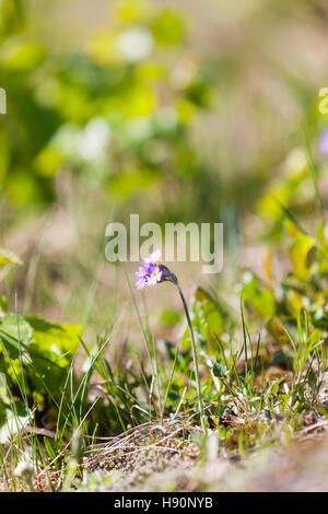 Eine bedrohte Art von WILDFLOWER. Skandinavische Primrose - Primula scandinavica. Wilde Blumen, Lofoten Lofoten Inseln, Norwegen. Stockfoto