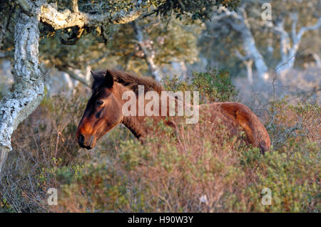 Wildpferde in der Giara Hochebene Giara di Gesturi, Gesturi, Sardinien, Italien, Europa Stockfoto