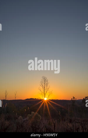 Die Sonne lugt hinter dem Horizont auf einem schönen Morgen im November in Vernon, Alabama. Stockfoto