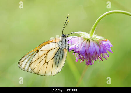 Baum Weissling, Aporia Crataegi, schwarz geäderten weißer Schmetterling Stockfoto