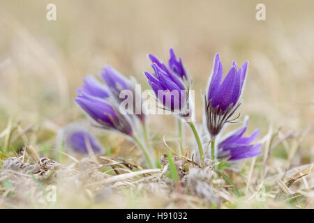 Gewoehnliche Kuechenschellen, Pulsatilla Vulgaris, Kuhschelle Stockfoto