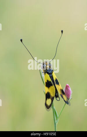 Oestliches Schmetterlingshaft, Libelloides Macaronius, Ascalaphid Owlfly aus Kroatien Stockfoto