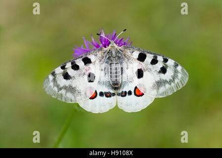 Roter Apollofalter Weibchen, schon Apollo Lithographicus, weibliche Apollo-Falter Stockfoto