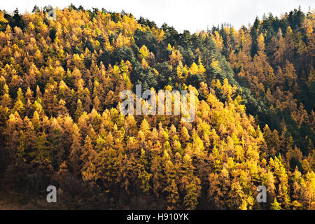 Der Kontrast zwischen Lärchen und Kiefern in Herbstsaison Stockfoto