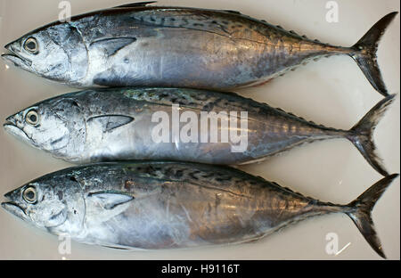 Bonito, Fisch, Essen, Sarda, Meeresfisch, Meeresfrüchte, Thunfisch, Sarde, Pescato Mediterraneo, grau, Silber, Argento Vivo, Pesci, Fische Stockfoto