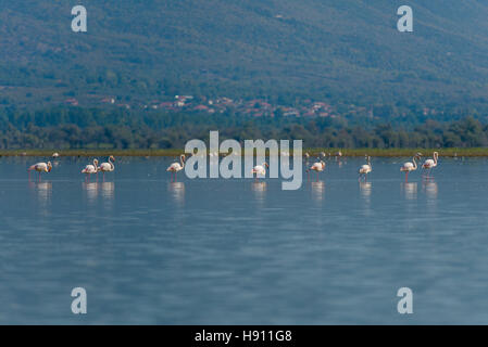 Rosaflamingo, Phoenicopterus Roseus, größere Flamingo Kerkini-See Stockfoto