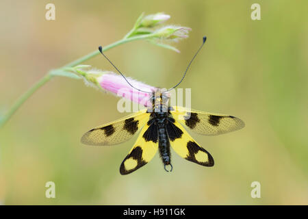 Oestliches Schmetterlingshaft, Libelloides Macaronius, Ascalaphid Owlfly aus Kroatien Stockfoto