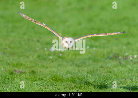 Schleiereule, Tyto Alba, Schleiereule fliegt Stockfoto