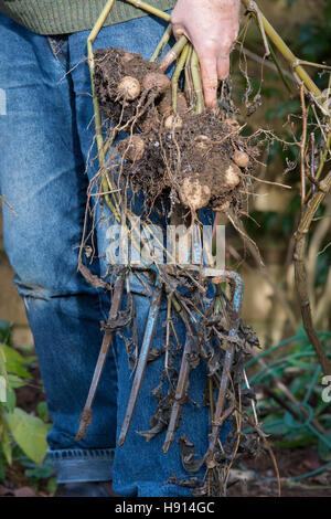 Gärtner, die Dahlie Blüte Knollen ausgraben, mit einer Gabel von einem Garten Grenze Stockfoto