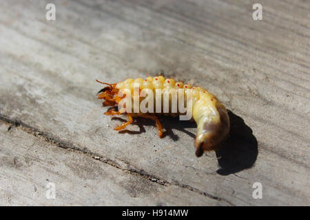 Larve des Mai-Bug bei Verlegung auf der Holzoberfläche Stockfoto