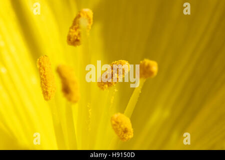 Sternbergia Blume, Nahaufnahme, Pollen Stockfoto