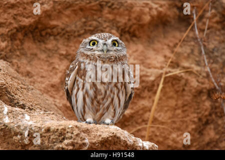 Steinkauz, Athene Noctua, Stockfoto