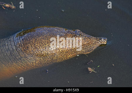 Afrikanische Softshell, Trionyx Triunguis im Wasser schwimmen Stockfoto