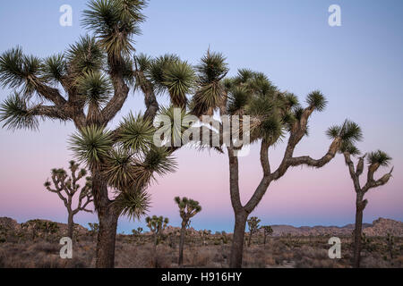 Joshua Bäume (Yucca Brevifolia) bei Dämmerung, Joshua Tree Nationalpark, Kalifornien USA Stockfoto