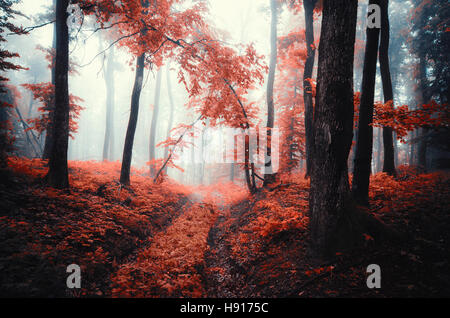 Nebligen Wald Herbstlandschaft. Bunte Laub an nebligen regnerischen Herbsttag im Wald Stockfoto