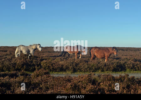 Wilde Pferde auf der Long Mynd, Church Stretton, Shropshire, Großbritannien Stockfoto