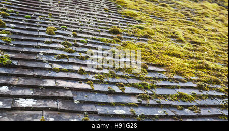 Alte Stein Dach Fliesen mit grünem Moos drauf, Fotohintergrund mit selektiven Fokus Stockfoto