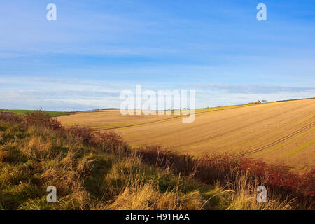 Geschwungene Hügel Stoppelfeldern mit trockenen Gräsern und rote Hecke Laub der malerischen Landschaft der Yorkshire Wolds im Herbst. Stockfoto