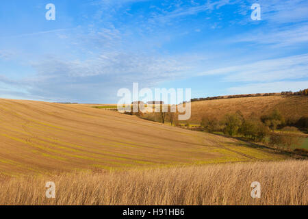 Bunte Herbstlandschaft Stoppelfeldern, trockene Gräser und Bäume auf den sanften Hügeln der Yorkshire Wolds. Stockfoto