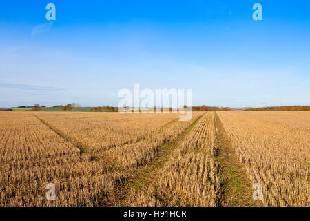 Blauer Himmel über die Muster und Texturen von einem herbstlichen Stoppelfeld in die malerische Landschaft der Yorkshire Wolds. Stockfoto