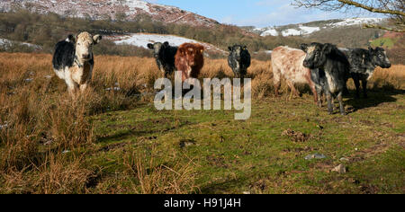 Eine Herde von Rindern auf einem Welsh Mountain in Powys-Mid-Wales Stockfoto