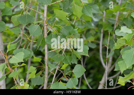 Schwarz-Pappel, Schwarzpappel, Pappel, Saarbaum, Populus Nigra, schwarze Pappel, Schwarz-Pappel Stockfoto