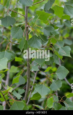 Schwarz-Pappel, Schwarzpappel, Pappel, Saarbaum, Populus Nigra, schwarze Pappel, Schwarz-Pappel Stockfoto