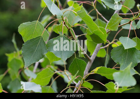 Schwarz-Pappel, Schwarzpappel, Pappel, Saarbaum, Populus Nigra, schwarze Pappel, Schwarz-Pappel Stockfoto