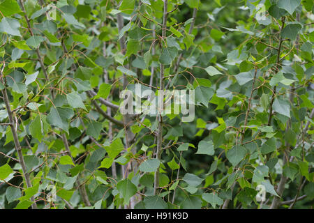 Schwarz-Pappel, Schwarzpappel, Pappel, Saarbaum, Populus Nigra, schwarze Pappel, Schwarz-Pappel Stockfoto