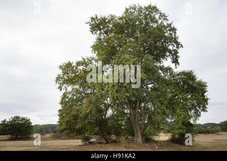 Schwarz-Pappel, Schwarzpappel, Pappel, Saarbaum, Populus Nigra Schwarz-Pappel, Schwarzpappel, Le Peuplier Noir Stockfoto